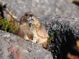 氷河期からの生き残りナキウサギ