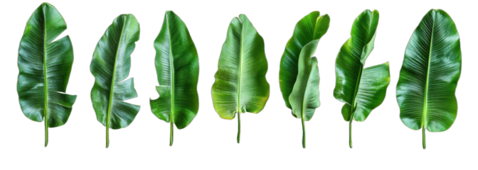 Green banana leaves with distinct shapes and vibrant color
