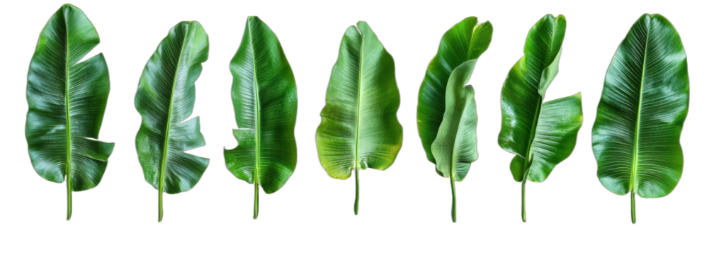 Green banana leaves with distinct shapes and vibrant color
