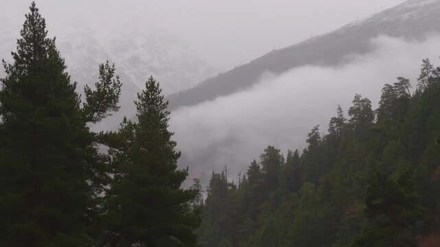 A serene and atmospheric video of a mountainous landscape in the North Caucasus, Russia. Dense pine forests are shrouded in a thick layer of fog and mist, creating a peaceful and mysterious natural sc