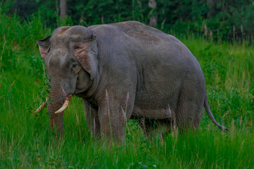 Its body is gray, its snout is called the trunk. The trunk of the Asian elephant has only one beak. Nakhon Ratchasima, Thailand.