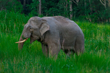 Its body is gray, its snout is called the trunk. The trunk of the Asian elephant has only one beak. Nakhon Ratchasima, Thailand.