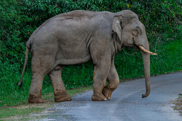 Its body is gray, its snout is called the trunk. The trunk of the Asian elephant has only one beak. Nakhon Ratchasima, Thailand.