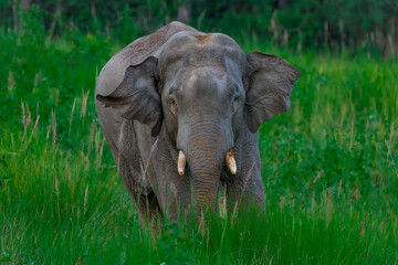 Its body is gray, its snout is called the trunk. The trunk of the Asian elephant has only one beak. Nakhon Ratchasima, Thailand.