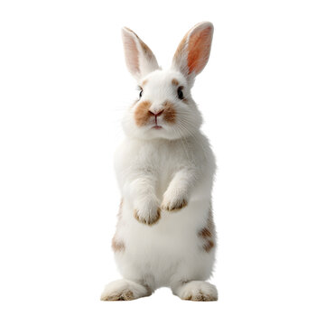 Adorable white rabbit standing on its hind legs  on white background.