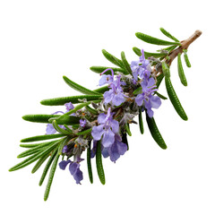 Blooming rosemary branch, showcasing its beauty  on white background.