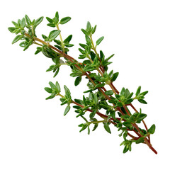 Sprig of fresh thyme, aromatic culinary herb  on white background.