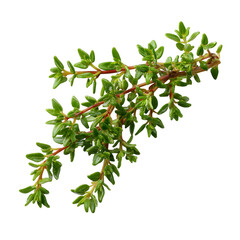 Fresh thyme sprig, perfect for culinary use  on white background.