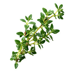 Sprig of fresh thyme, ready for cooking  on white background.