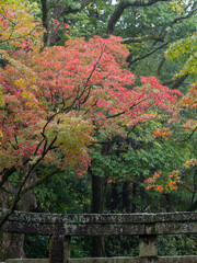 雨に濡れた神社の紅葉と鳥居