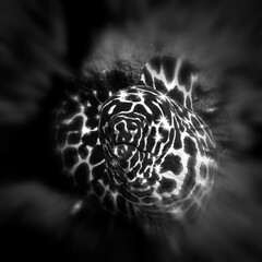 Artistic underwater photo portrait of Leopard Moray Eel. In black and white colors. Scuba diving art.