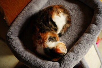 Cozy calico kitten curled up sleeping in a soft gray pet bed, conveying peace, comfort, and domestic relaxation for lifestyle, pet care, and animal wellness content.