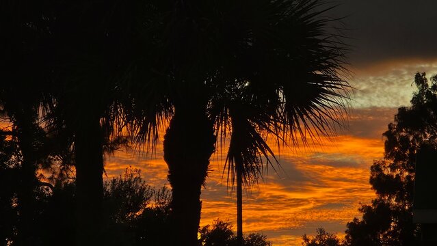 palm trees at sunset