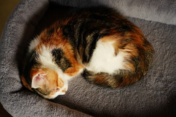 Cozy calico kitten curled up sleeping in a soft gray pet bed, conveying peace, comfort, and domestic relaxation for lifestyle, pet care, and animal wellness content.