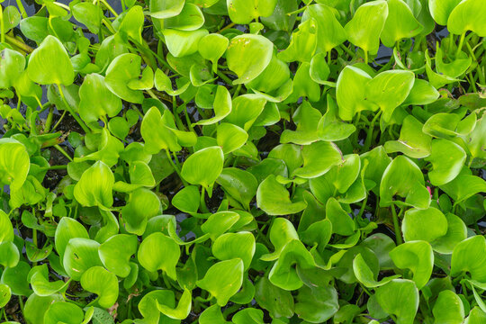 Lush green water hyacinth (Eichhornia crassipes) floating on water. Aquatic plant texture or nature background.