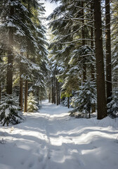 Winter Trail Through Pine Forest Snow Covered Landscape Scene Adventure