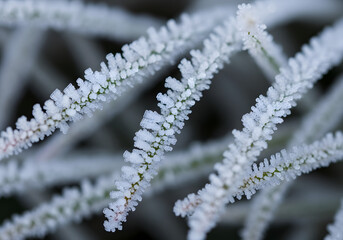 Vibrant plant foliage adorned with sharp hoarfrost crystals, showcasing intricate texture