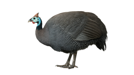 Unique spotted guinea fowl bird standing isolated on black background
