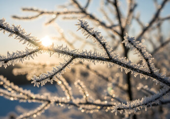 Winter's Embrace Frost-Kissed Branches Glisten in Sunlight