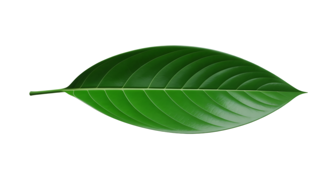 Vibrant green leaf with detailed veins, perfect for nature themes