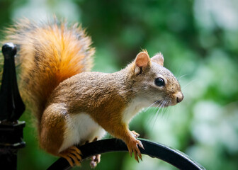 Fototapeta premium American Red Squirrel in profile, perched on a black metal railing with a soft green background in late September in Waukesha County, Wisconsin.