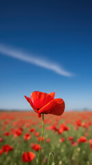 Obraz premium Single red poppy flower stands out in vibrant field against clear blue sky. This beautiful nature scene evokes sense of serene peace and summer tranquility