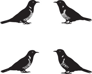 Obraz premium Bird Silhouette Set – Symmetrical Side Profiles with Chest Markings for Design and Educational Use