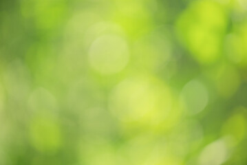 Obraz premium Natural blurred greenery, tree leaves defocused. Defocus lights of plants.