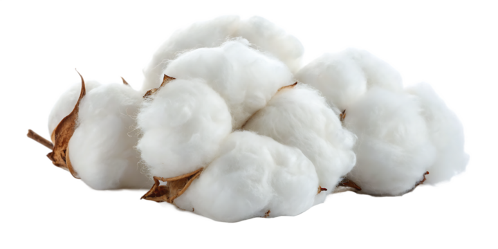 Cotton Bolls with Brown Seed Pods Isolated on a White Background plant natural fiber isolated on a transparent background