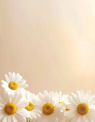 Bright White Daisies with Yellow Centers Against a Soft Pastel Background in Warm Natural Light