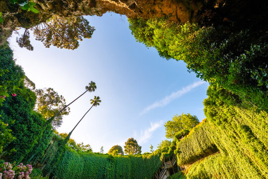 Sunlight pours into a lush sinkhole garden framed by vines and tall palm trees.