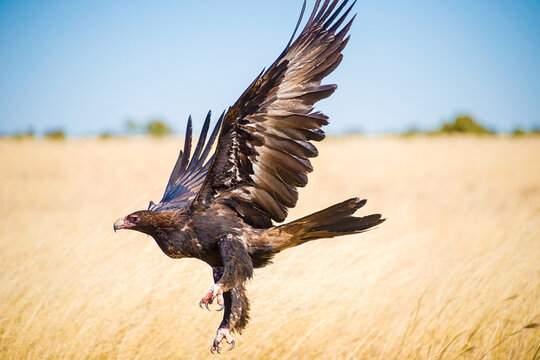 Wedge-tailed eagle launching from golden grasslands.