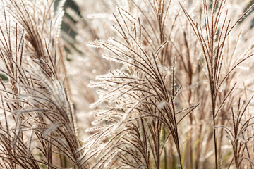Reeds in the Autumn Sunlight