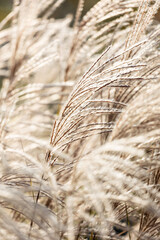 Reeds in the Autumn Sunlight
