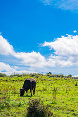 Sunny Scenery of Shikoku Karst Plateau in Kochi, Japan