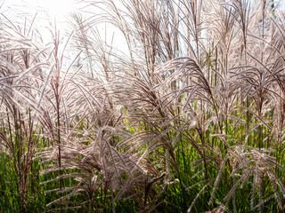 Reeds in the Autumn Sunlight