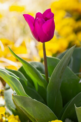 Naklejka premium Magenta Tulip with Green Leaves on Yellow Background