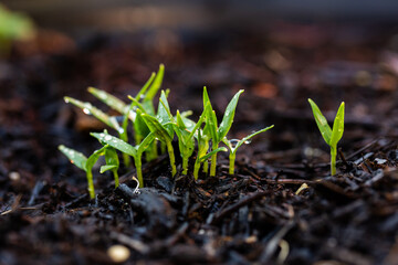 Close up detail of capsicum sprouts growing in pot veggie garden