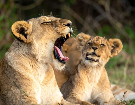 A lioness yawns wide near her cub, both resting in the savanna