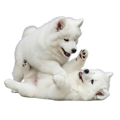 Fototapeta premium Two adorable and fluffy Samoyed puppies, a beautiful dog species, playfully interacting. This purebred dog breed is captured having fun, isolated on a clean white background