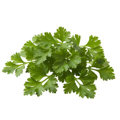 Fresh Cilantro Herb Bunch Isolated on Transparent Background with Water Droplets Healthy Food Ingredient