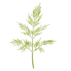 Fresh Green Dill Herb Plant Sprig Isolated On White Transparent Background Realistic Botanical Detail
