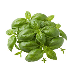 Fresh Green Basil Leaves Top View Isolated Transparent Background Close Up Vibrant Healthy Herb