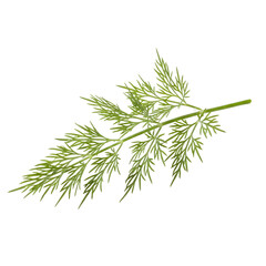 Fresh Green Dill Herb Sprig With Delicate Feathery Leaves Isolated On White
