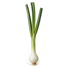 Fresh Green Onion With White Bulb and Roots Isolated on White Background