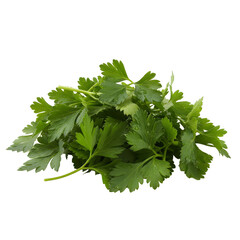 Fresh Parsley Herb With Water Droplets On Green Leaves Isolated On White Background