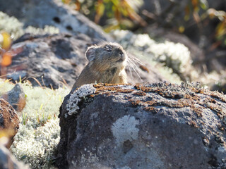 氷河期からの生き残りナキウサギ