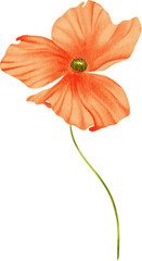 poppy watercolor on isolated background. Poppy flower of wildflower clipart