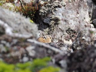 氷河期からの生き残りナキウサギ