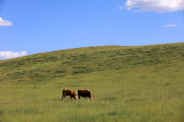 A herd of cattle on the prairie